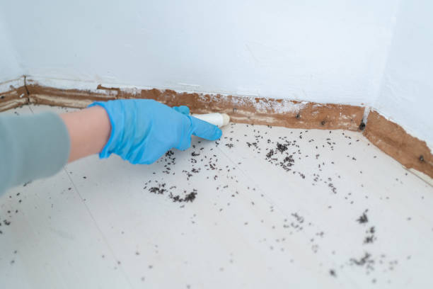 Best Local Pest Control Services  in White Marsh, MD